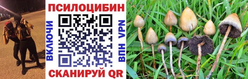Купить где  Мглин  Галлюциногенные грибы мицелий 